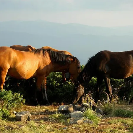 пасторальний дім імені владики мілана * Bohdan (Transcarpathia)
